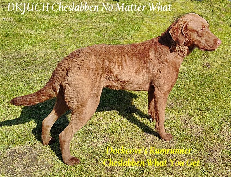 Cheslabben No Matter What - klik på billedet og det vises i stort format.